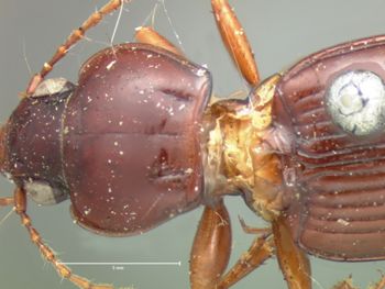 Media type: image;   Entomology 5630 Aspect: pronotum dorsal